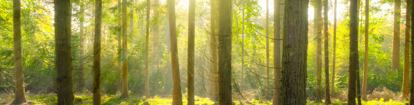 Foreste